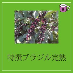 画像2: カフェドルチェ　特撰ブラジル完熟