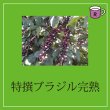 画像2: カフェドルチェ　特撰ブラジル完熟