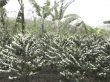 画像3: ニカラグア　リモンシージョ農園　　ブルボンナチュラル