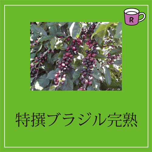 画像2: カフェドルチェ　特撰ブラジル完熟